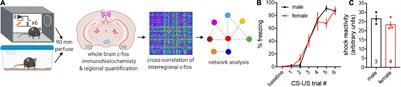 Sex-Specific Neural Networks of Cued Threat Conditioning: A Pilot Study